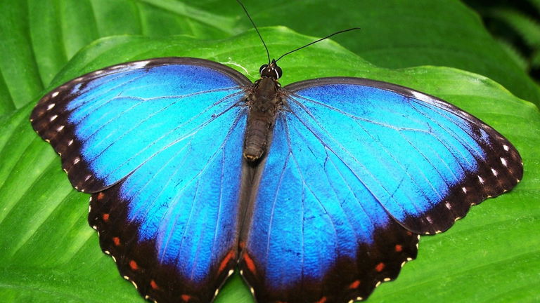 Tiene 236 millones de años, y gracias a él hemos descubierto a la mariposa más antigua de la historia