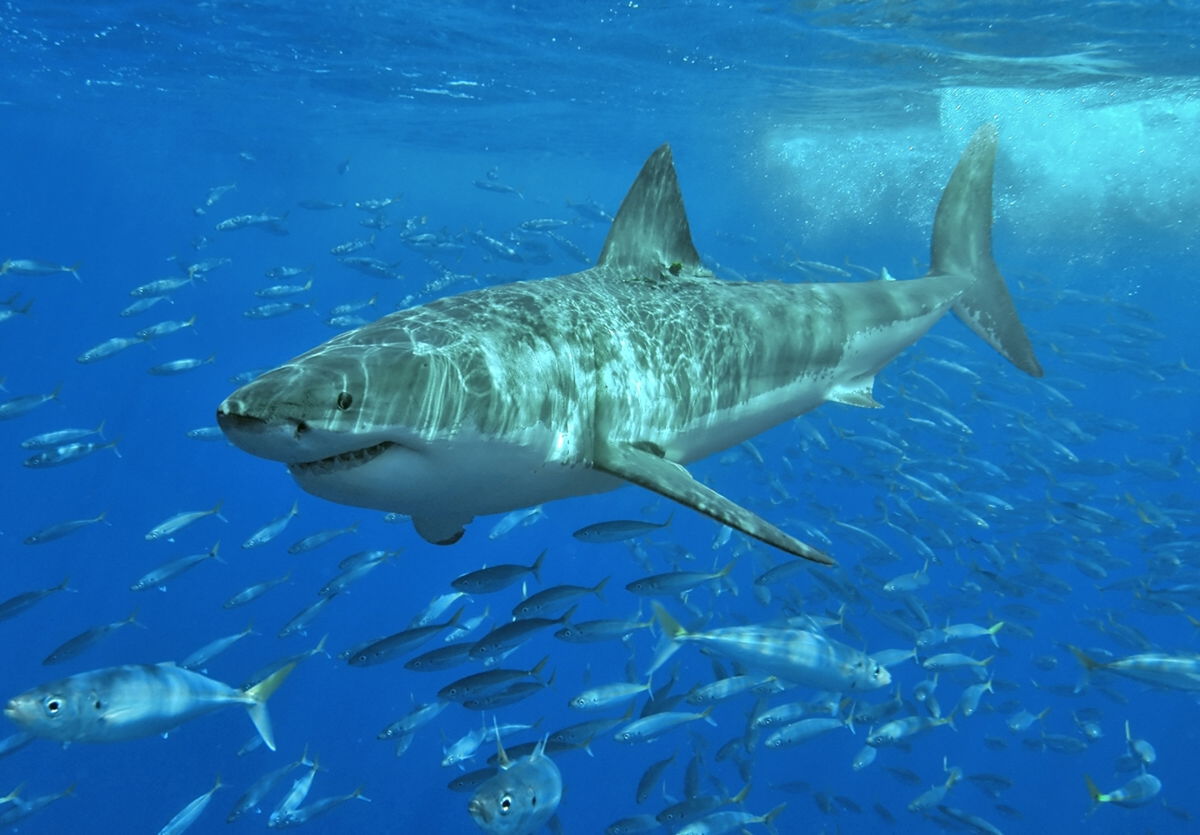 Ni ballenas ni delfines, este es el animal al que los tiburones...