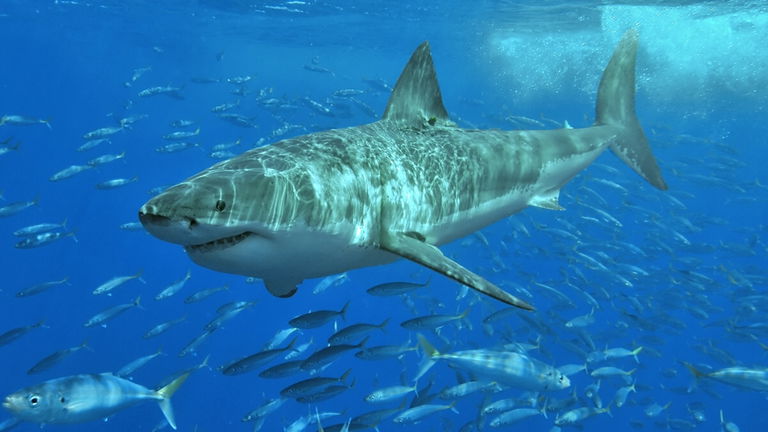 Ni ballenas ni delfines, este es el animal al que los tiburones tienen verdadero terror