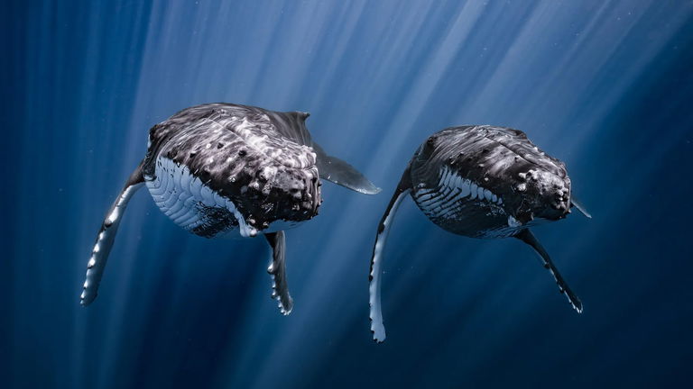 Estas 16 fotografías han competido por el premio a la mejor foto oceánica del año y son impresionantes