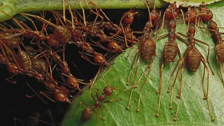 Las hormigas son mejores que los humanos para el trabajo en equipo, según un estudio