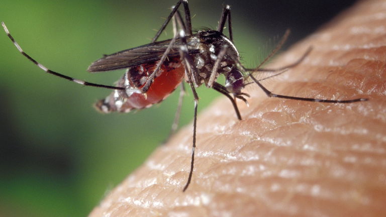 En Hong Kong han descubierto que matar mosquitos con robots es más eficaz que hacerlo a cañonazos