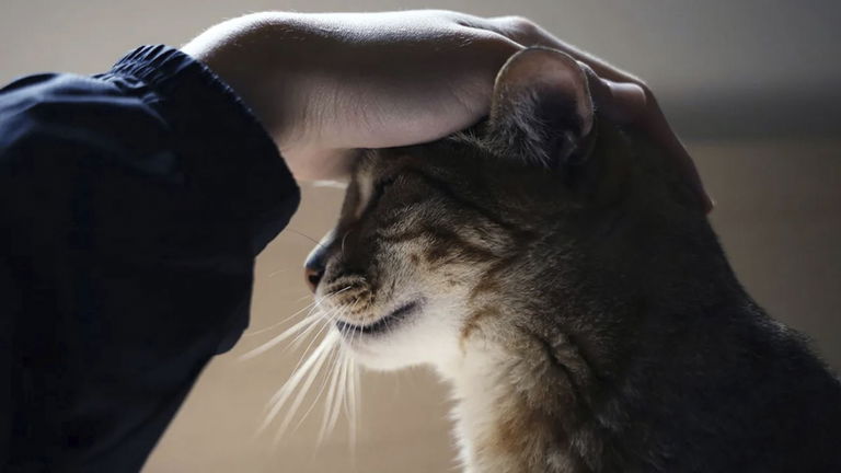 Más que ronroneos: el secreto para crear un vínculo profundo con tu gato, según un estudio científico