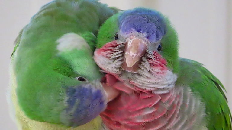 Las cotorras no eligen amigos al azar: un estudio revela que "tantean el terreno" con una táctica casi humana