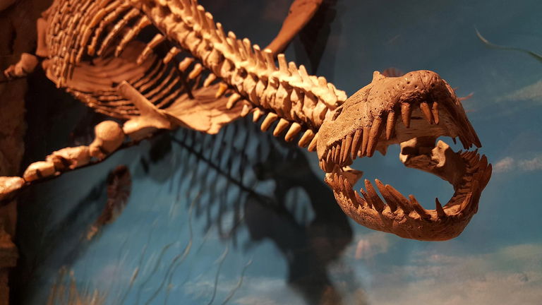 Científicos descubren al 'superdepredador' marino que devoraba orcas y competía con el megalodón