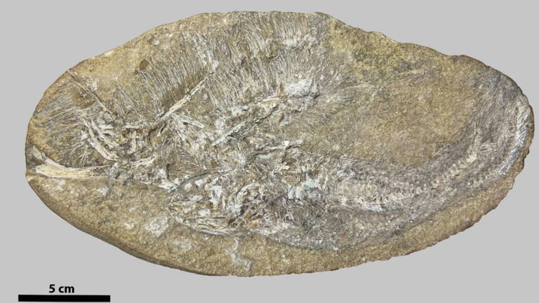 Una indigestión prehistórica facilita la identificación de una especie extinta completamente desconocida hasta la fecha