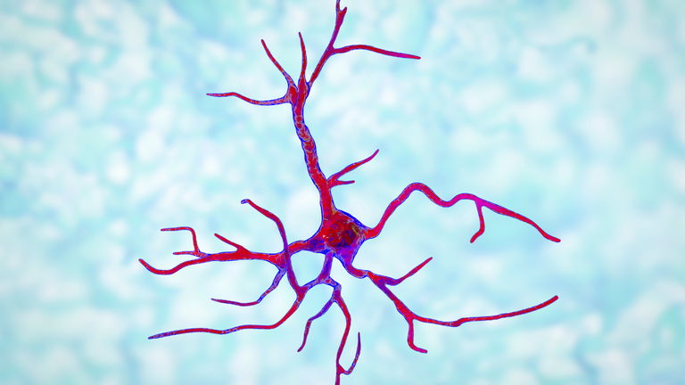 Estamos a punto de resolver uno de los mayores misterios de la biología: crean un "cerebro artificial" que les permite observar a la célula más misteriosa y abundante de nuestro cuerpo