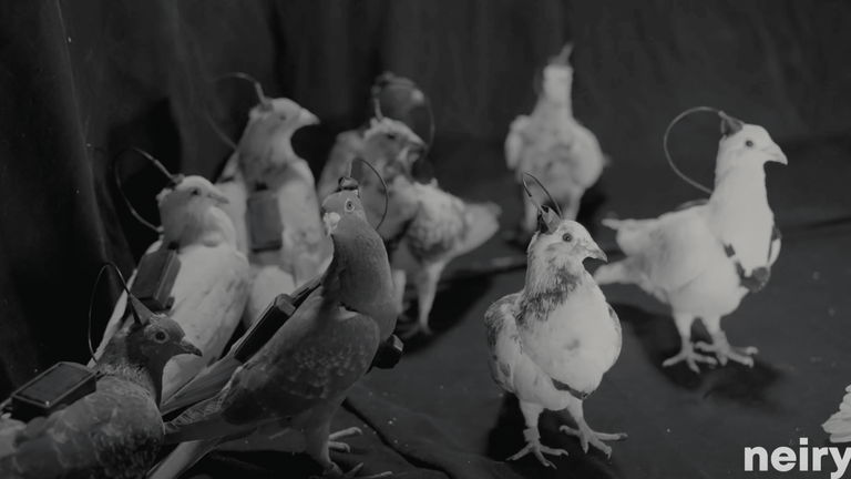 Parece ciencia ficción, pero es real: crean palomas cyborg controladas a distancia mediante implantes cerebrales