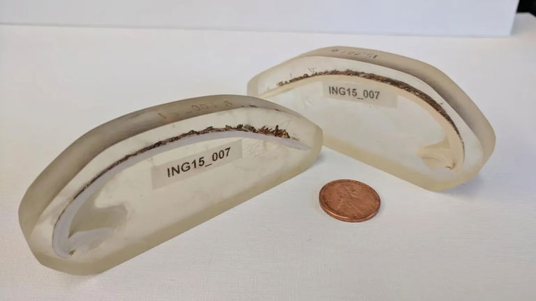 Tenía más de 500 años y era el animal más viejo de la Tierra, pero un hombre lo mató sin querer