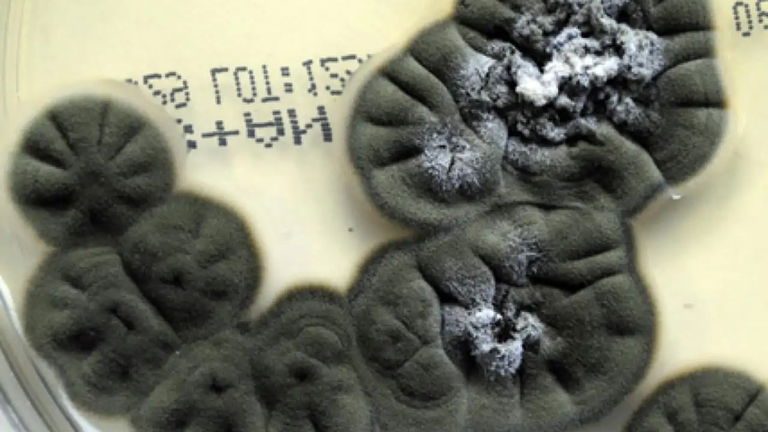 Se convirtió en un yermo nuclear en los años 80, pero ahora la vida se abre camino de las maneras más impresionantes en él