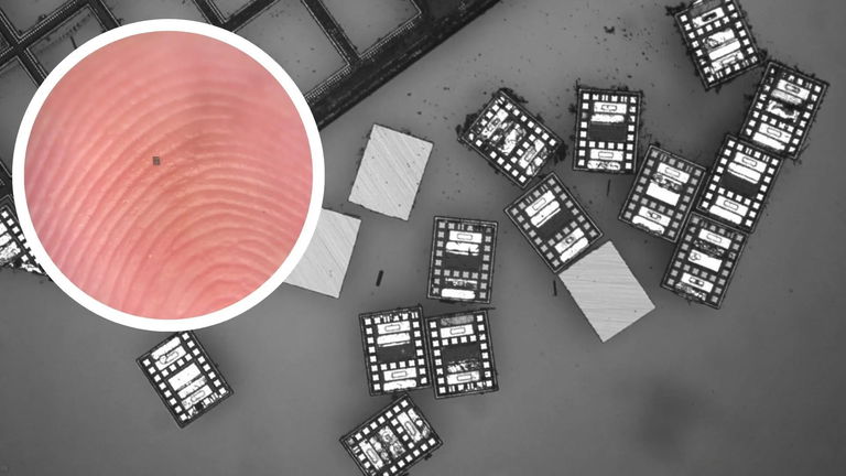 El robot más pequeño del mundo es capaz de nadar, sentir la temperatura y hasta "pensar"