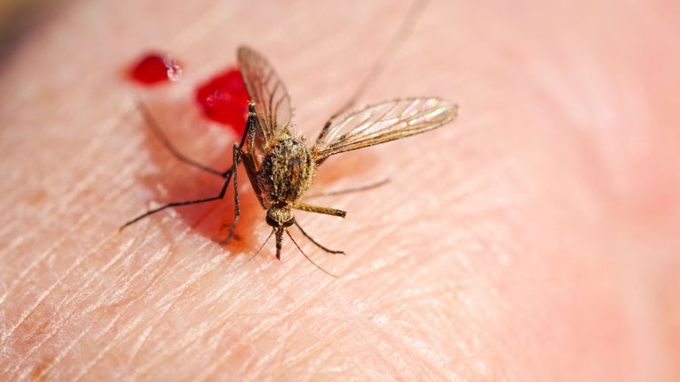 Jurassic Park tenía razón (en parte): confirman que los mosquitos son "bibliotecas voladoras" capaces de guardar el ADN de todo un ecosistema